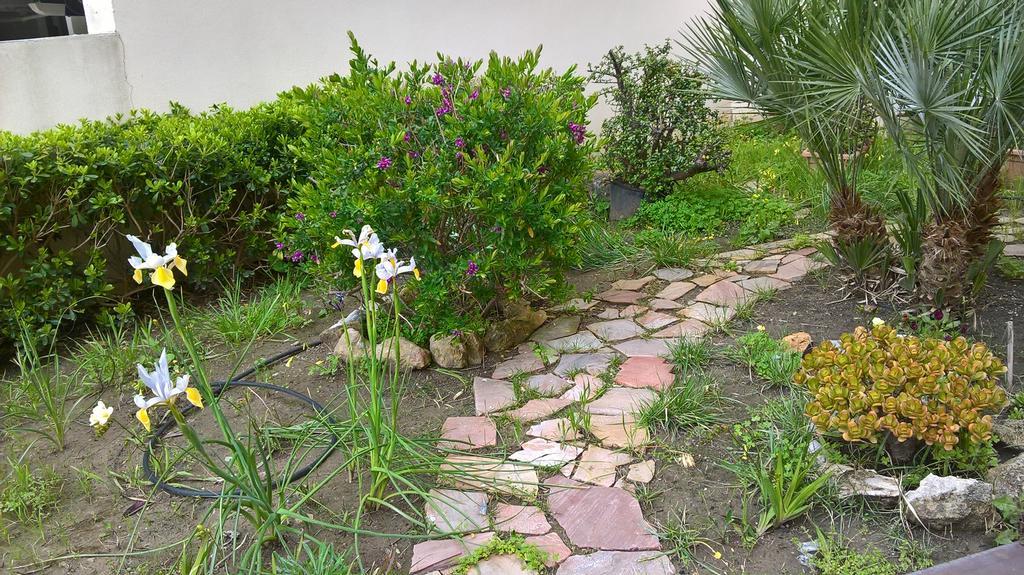 Tulipano Alguer